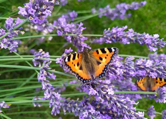 Jana Lägenhet Łeba